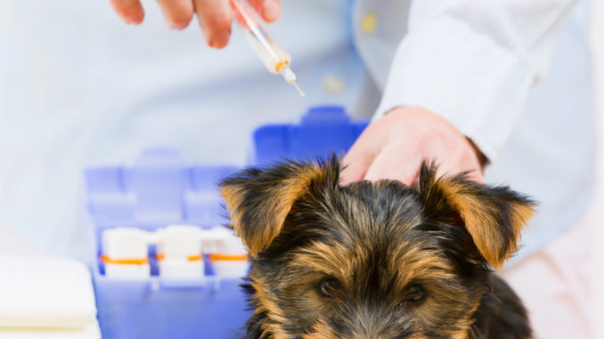 Veterinary treatment - vaccinating the Yorkshire puppy Welpen Impfen