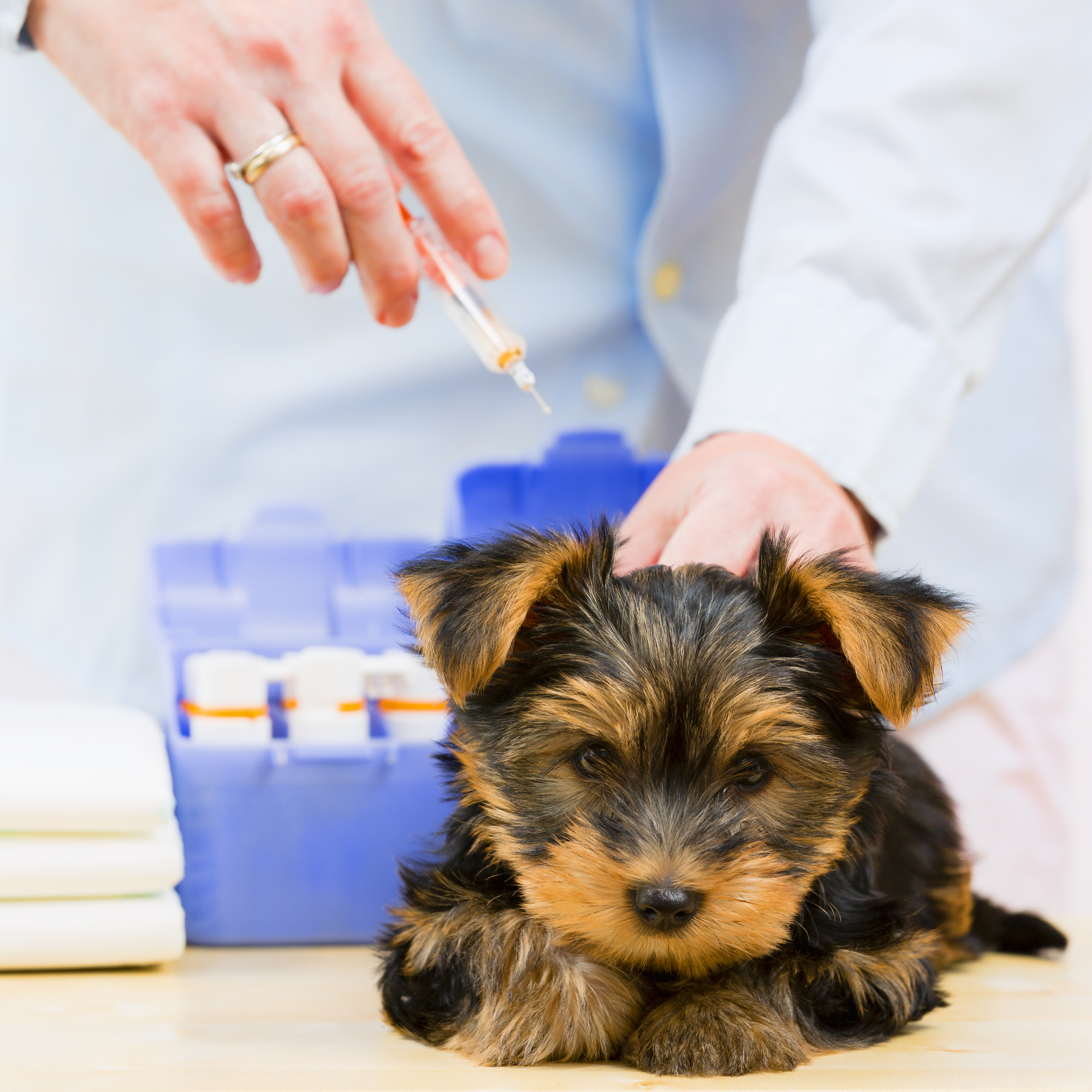 Veterinary treatment – vaccinating the Yorkshire puppy