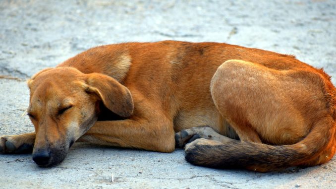 kranker Hund Mittelmehrkrankheiten beim Hund